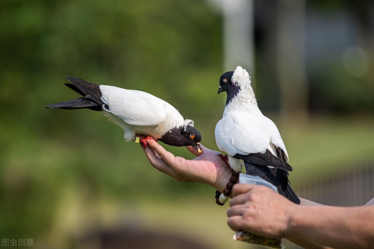 鸽子咳嗽吃什么药，鸽子咳嗽的原因是什么
