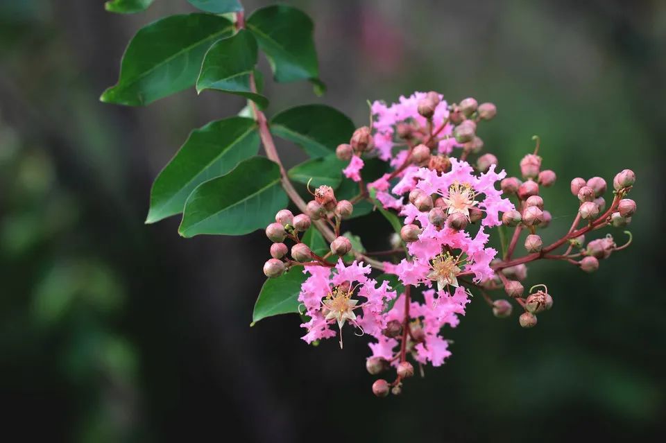 四十年紫薇树,人渐衰老心力也衰吗