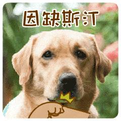 别动不动“累成狗”，汪星人表示不服！