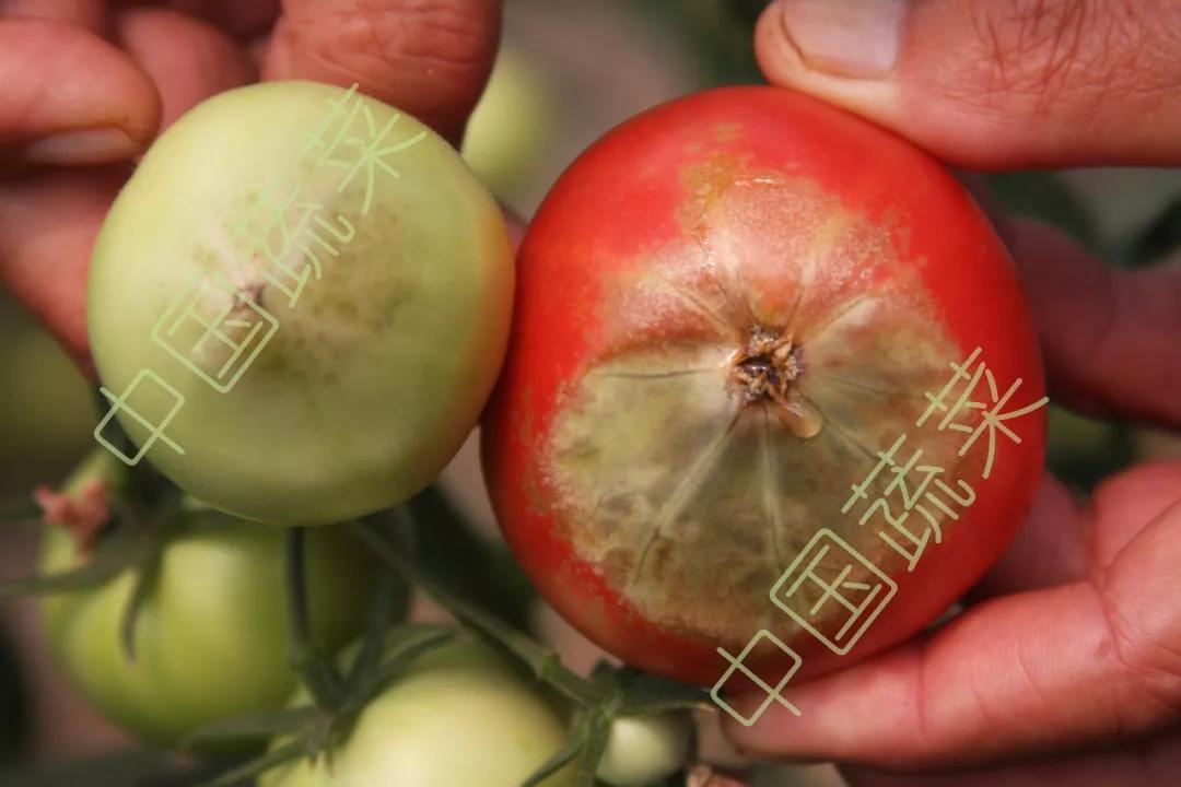 雾霾天气如何防治蔬菜病害,蔬菜低温病害及预防