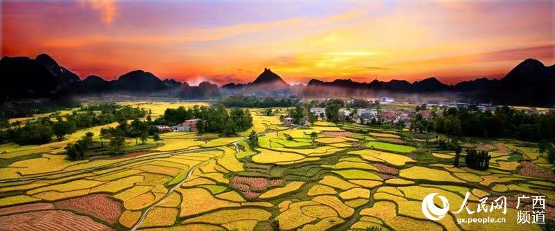 南丹贡米,南丹巴坪大米