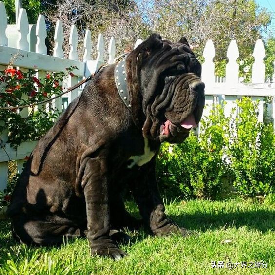 护卫能力强好训练不粘人的猛犬,稀有观赏性猛犬