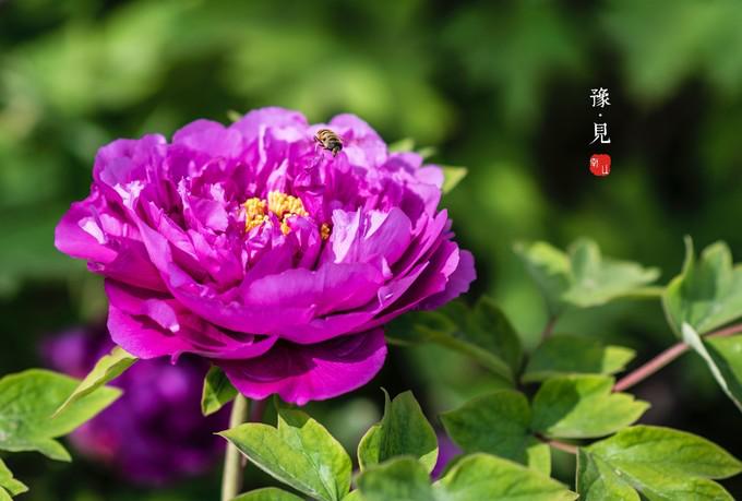 河南郑州周边一日游,河南郑州旅游攻略三日游最佳路线