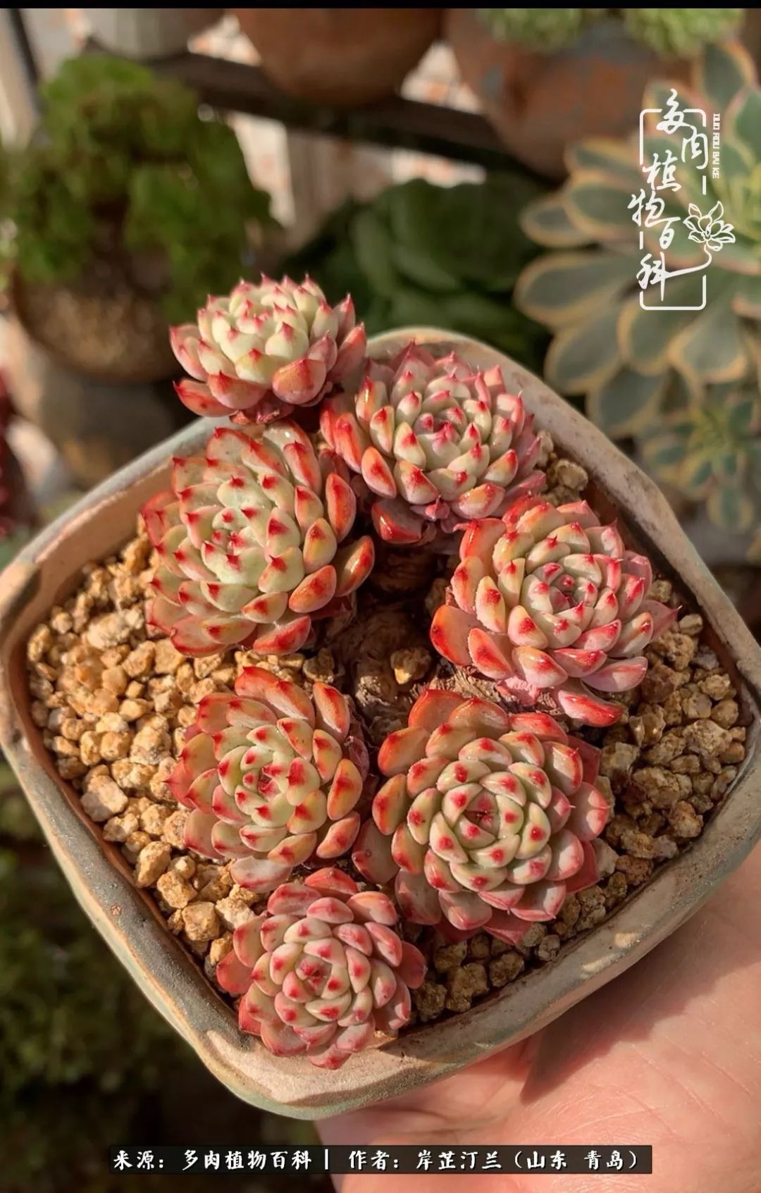 寒冷的冬季唯有多肉,冬日里的多肉宛如雪莲花