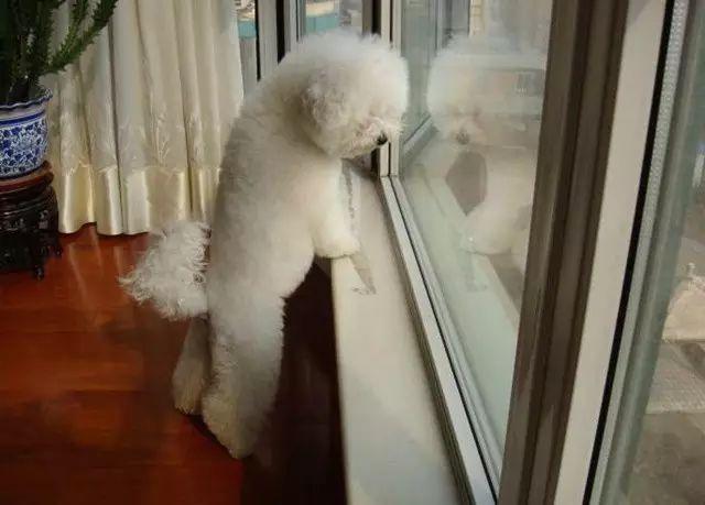 狗狗独自在家能待5天会怎样,每次狗狗自己在家都在想些什么呢