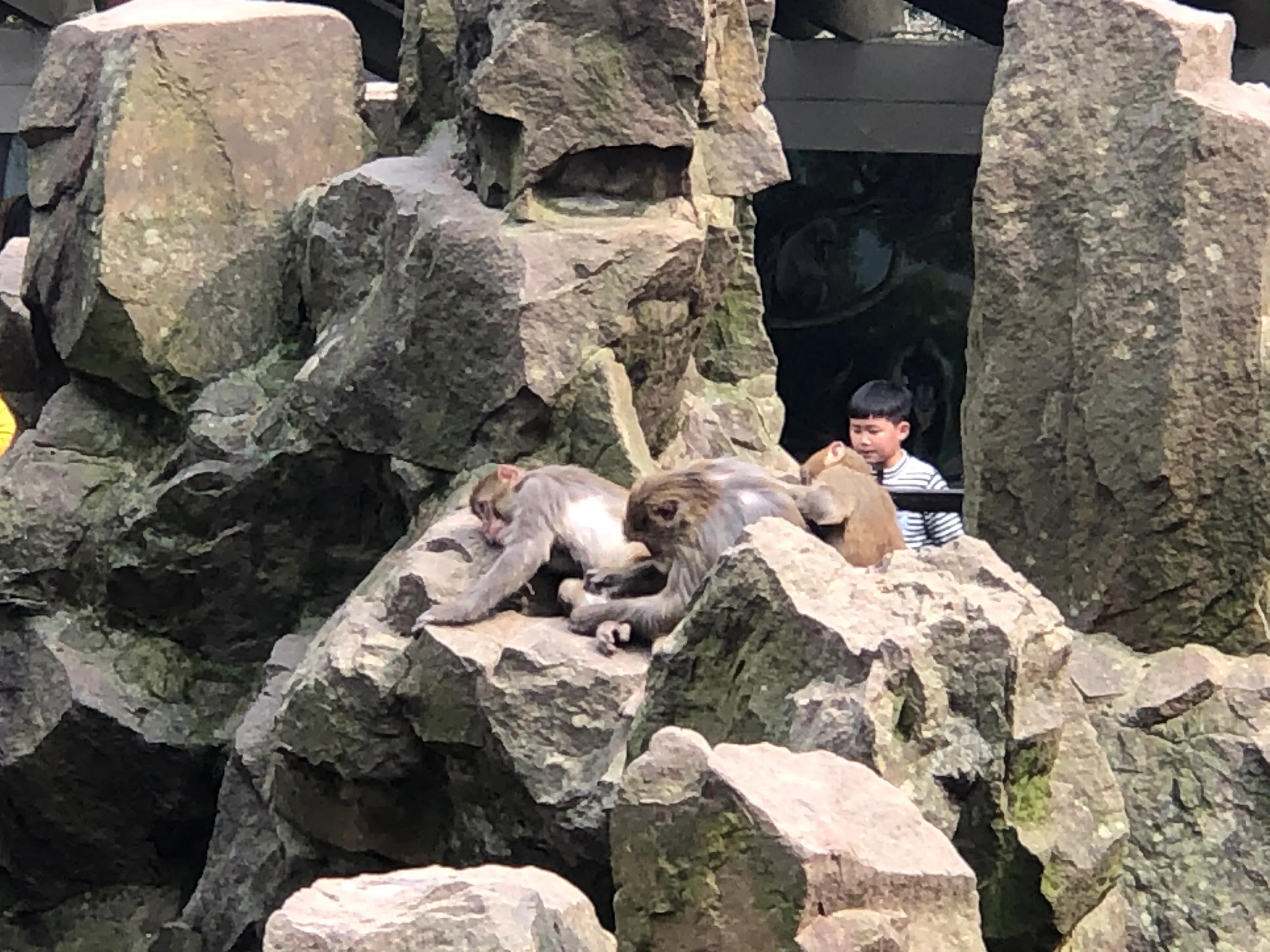 杭州动物园杭州人的记忆,杭州动物园票价