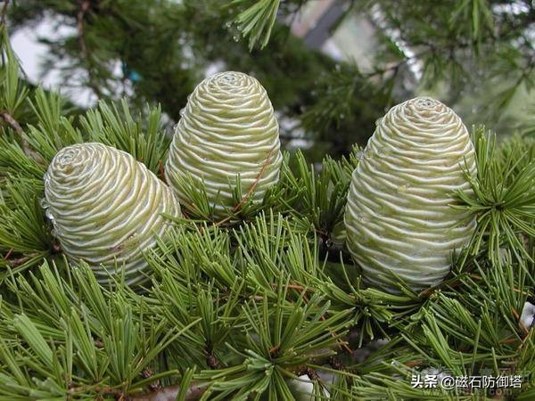 怒放的生命从蓝藻开始——植物篇