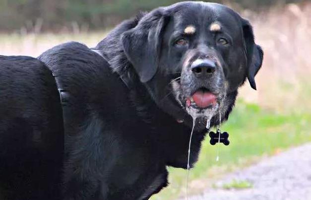 狗狗狂犬病早期的10个征兆,狗狗狂犬病有什么征兆