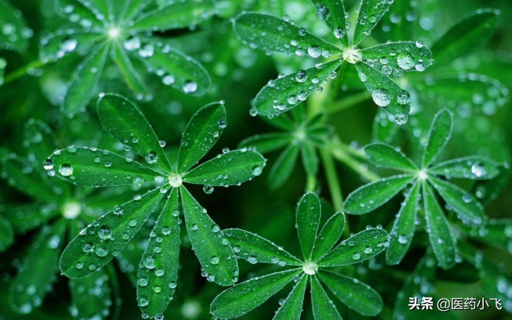 每日医药——雷尼替丁