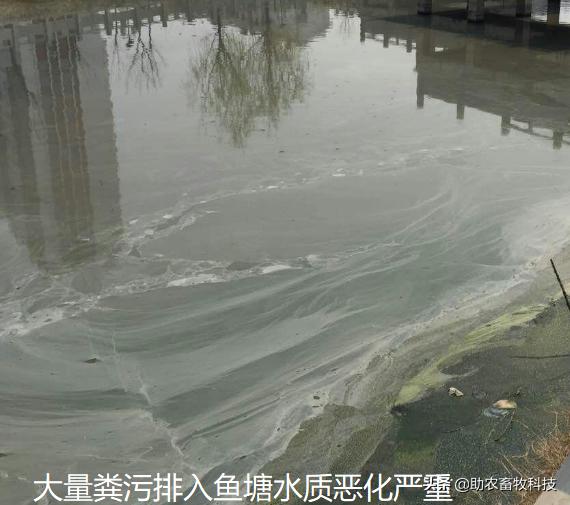 鱼塘水质差用什么改善水质,鱼塘流入养殖场废水如何处理