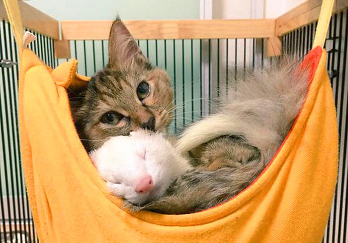 猫也会被带歪！跟着雪貂混日子，流浪猫都活成了“貂样”