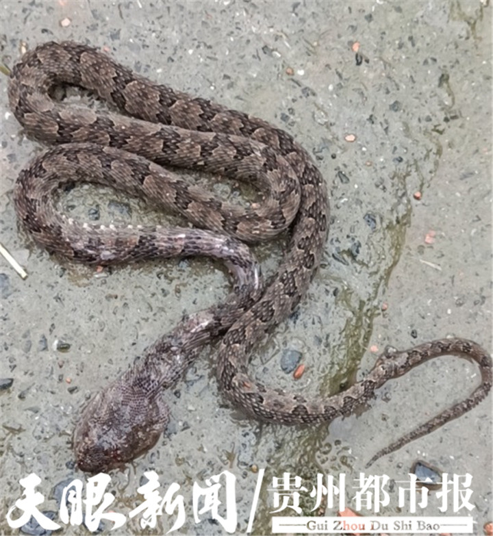 夏天毒蛇急救方法,夏日炎炎猛蛇出没