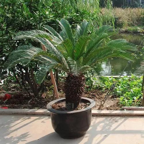 铁树冻伤后叶子剪掉还是保留,铁树叶冻伤怎么办