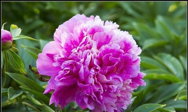 芍药花开季节花香四溢,芍药花开鸟语花香