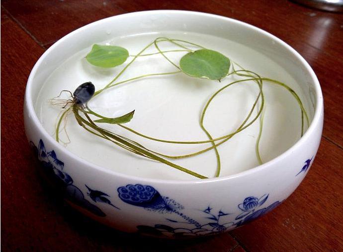 碗莲移栽最佳时间和方法,碗莲移栽的最好方法