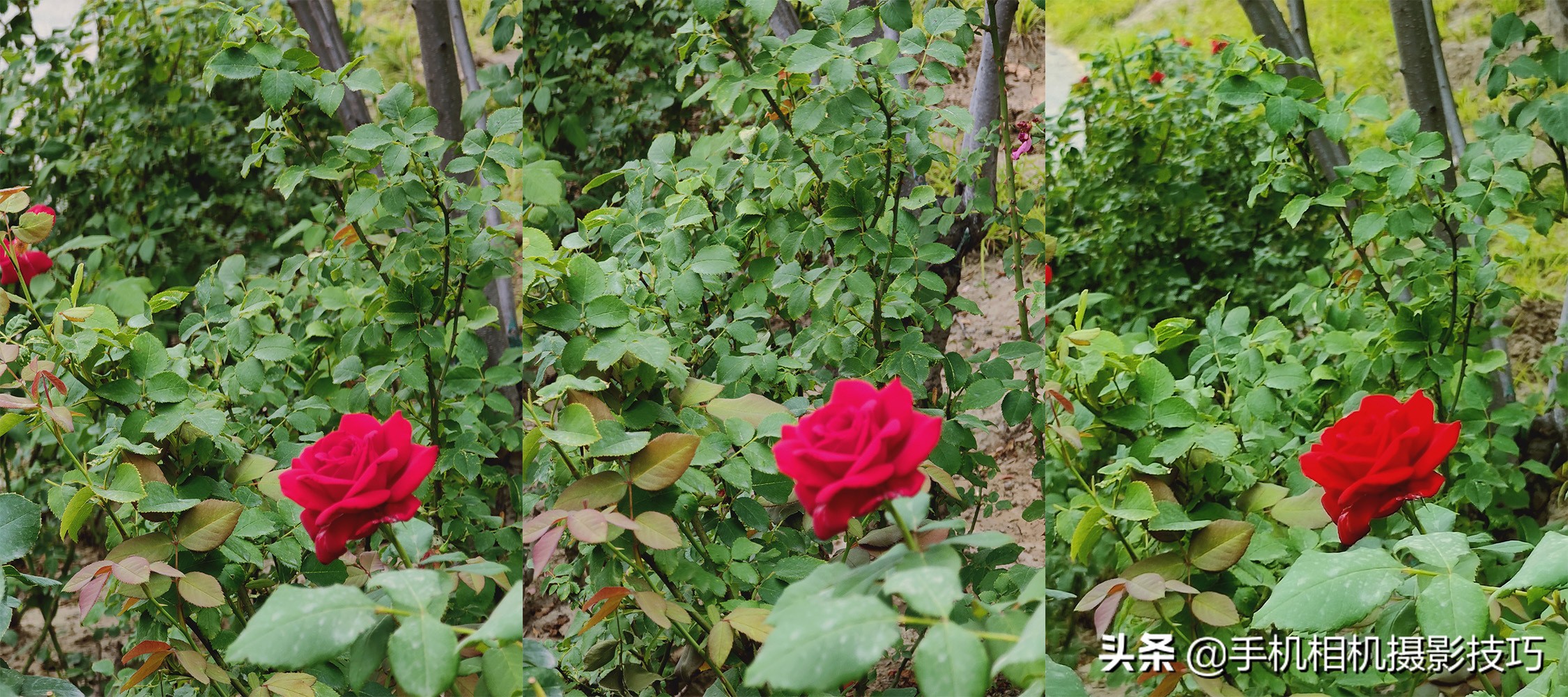 为什么大部分手机不使用长焦镜头,手机的长焦镜头变焦时会动吗