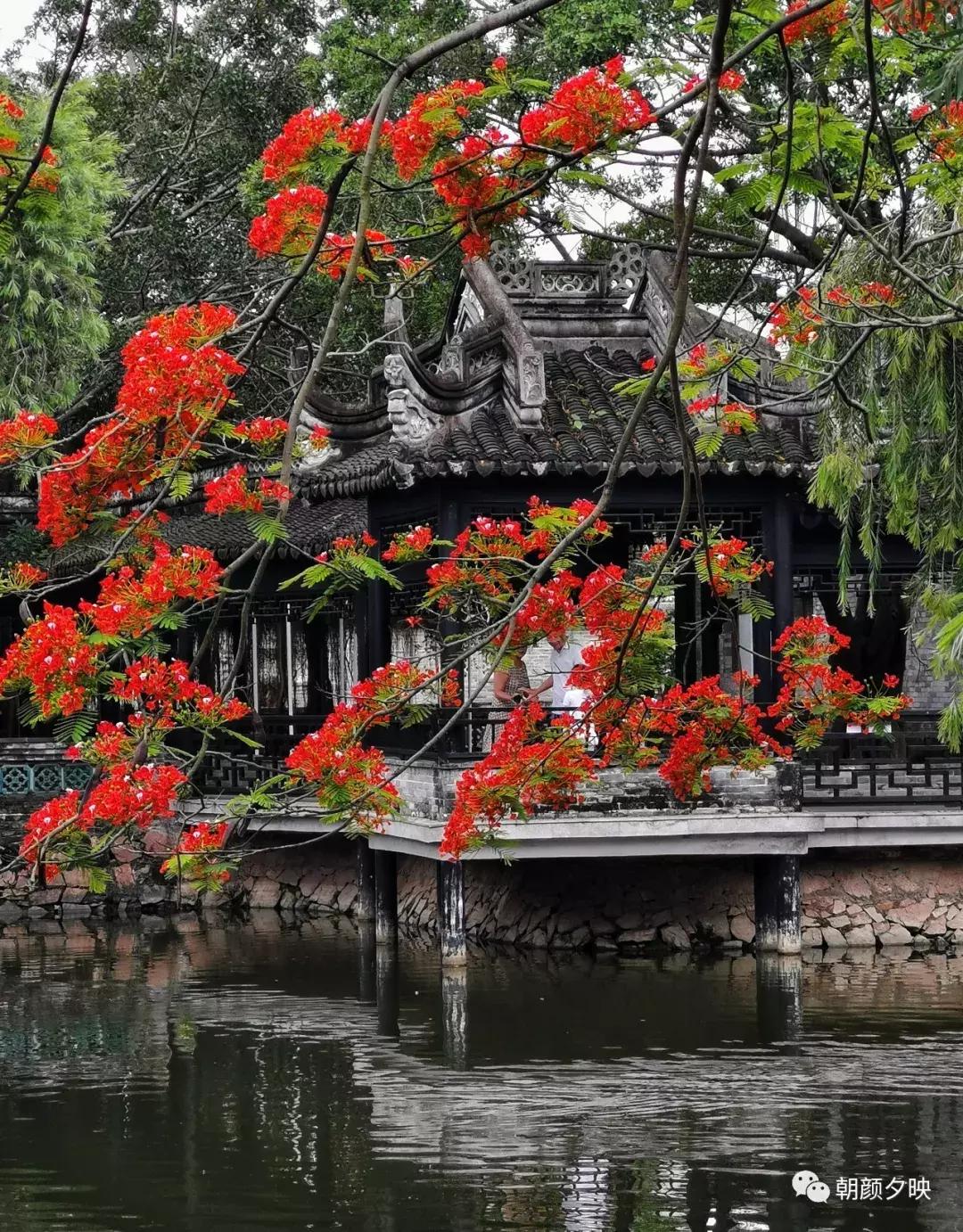 凤凰浴火时,盛夏晚晴天
