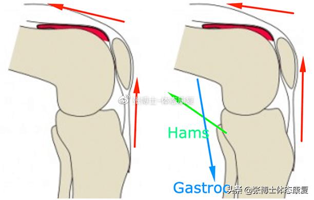 「译文分享」深蹲时你在用足跟发力吗?