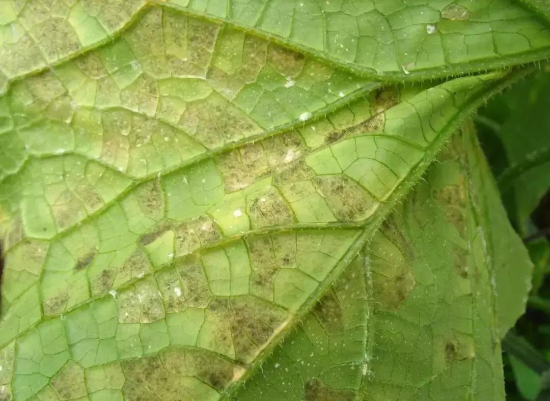 青霉病属于灰霉病还是软腐病,蔬菜霜霉灰霉病克星