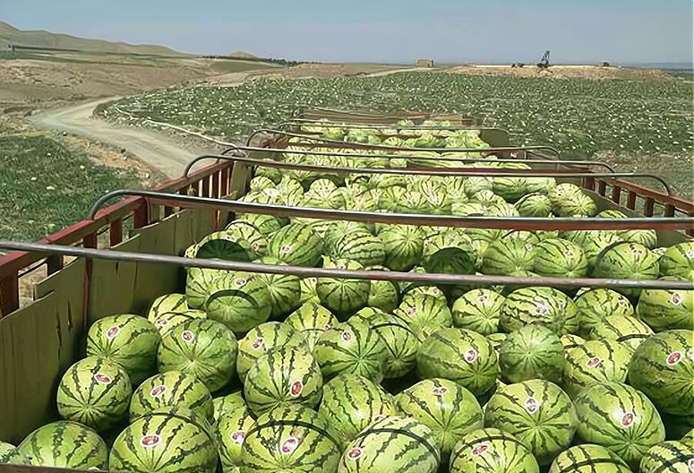 很受欢迎的一种西瓜,生长在石头缝里,明年或被禁种,吃不到了