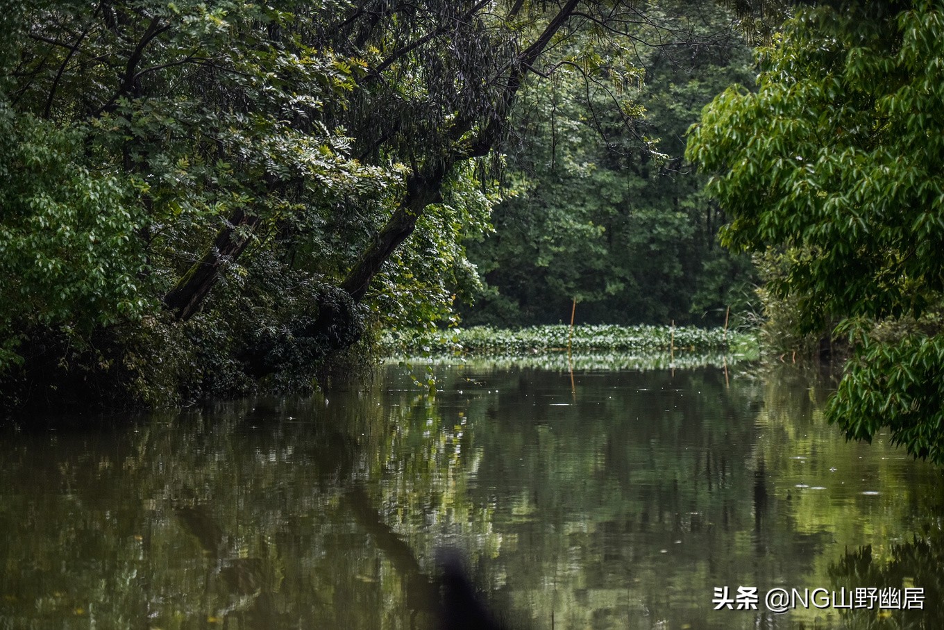 流传近百年的“西溪且留下”，究竟是何种意境？可到杭州亲身感受
