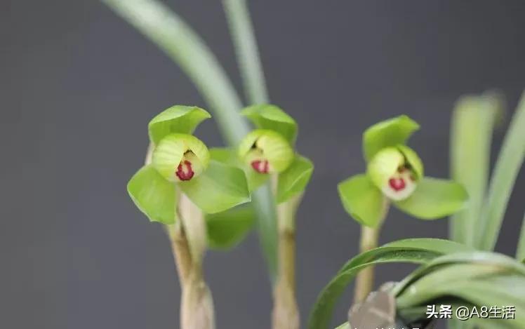每日一品～中国兰花～春兰茗品～美芬荷