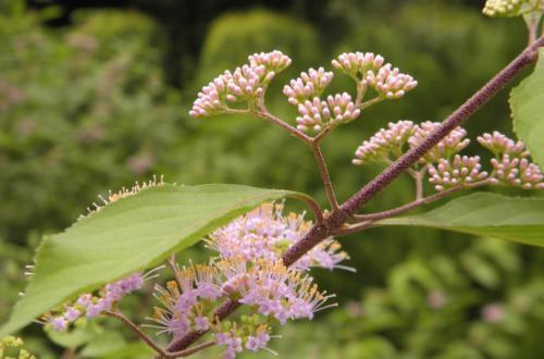 治风湿的盆栽植物,有中草药功效的盆栽植物