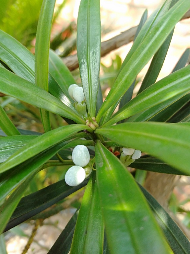 当我面对一只濒临死亡的老鼠（随笔）