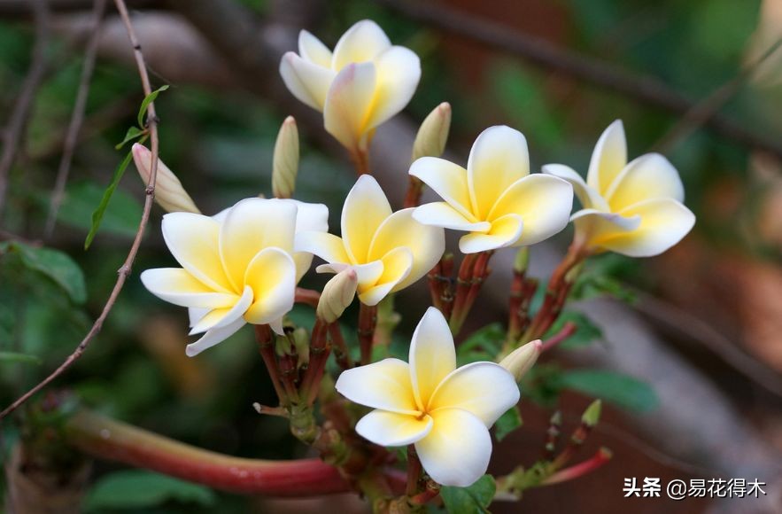 佛教的五树六花指的是什么,佛教五树六花是哪些植物
