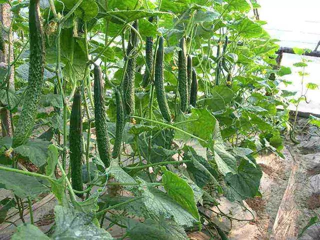 黄瓜长势弱怎么补救,黄瓜停滞生长的原因及如何化解