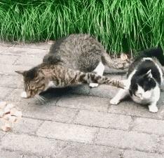 在野外发现甘蔗,在山里发现甘蔗