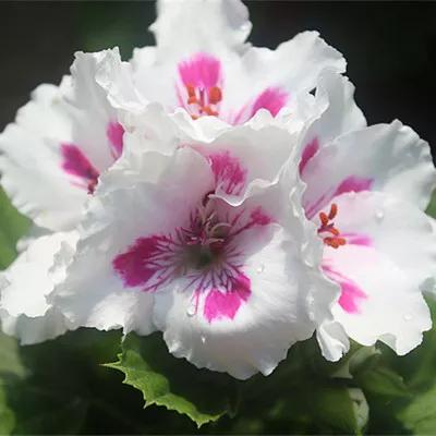 10种天竺葵,天竺葵100种图片大全