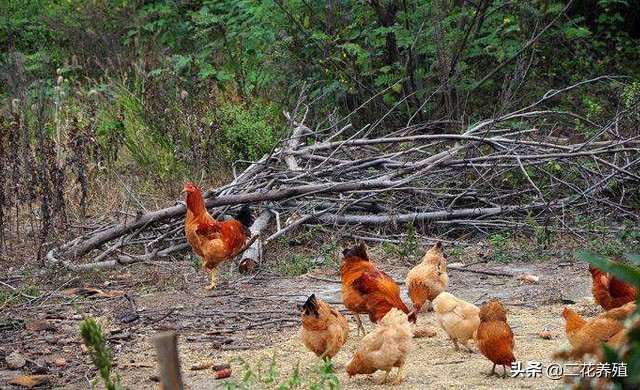 鸡采食量下降什么原因,鸡采食量下降用什么药好