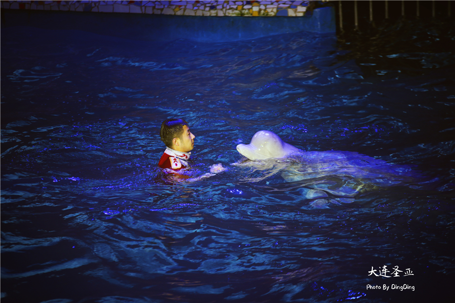 北方明珠活力四射的浪漫之都大连，国内最具特色的海洋世界圣亚