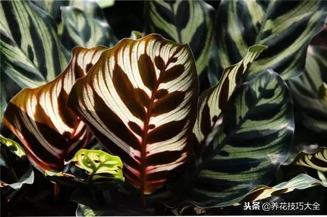 常见小区绿化100种植物图片,常见的水生植物有哪些种