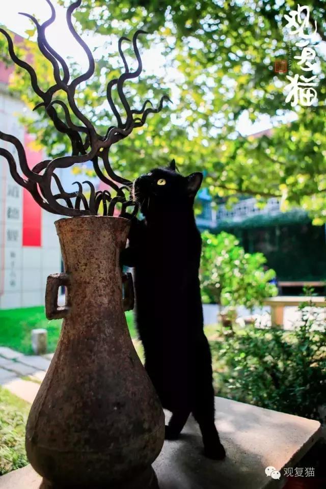 第一只黑猫来历,第一只黑猫是如何诞生的