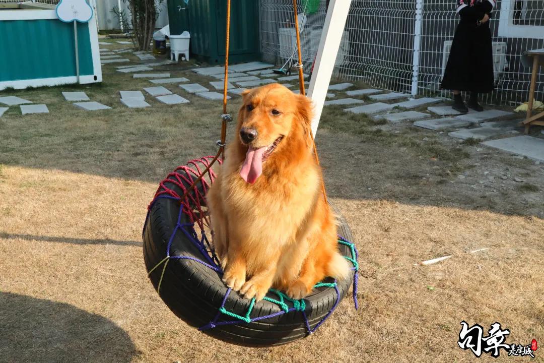 汪汪汪~宁波首家宠物主题乐园登陆江北，铲屎官们走起