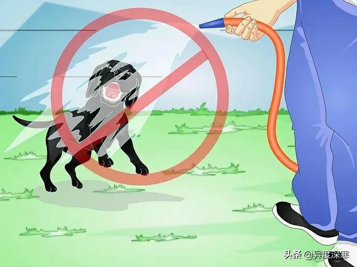 狗狗软便的解决方法,改善狗狗软便最有效的东西