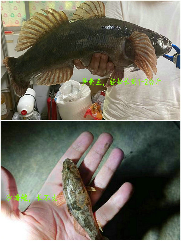 番禺野生笋壳鱼,野外笋壳鱼