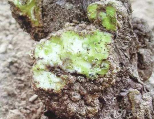 蔬菜细菌病图片大全,破解蔬菜病虫害之谜