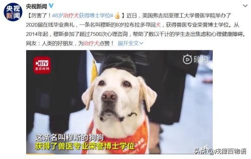 惊！狗狗真的可以“治病”，这类辅助犬做到了