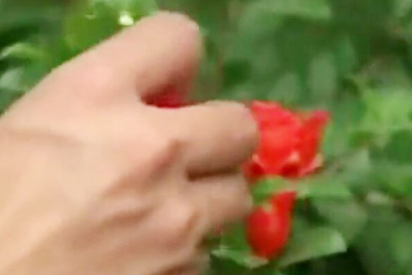 石榴刚坐果就落果是怎么回事,石榴落果