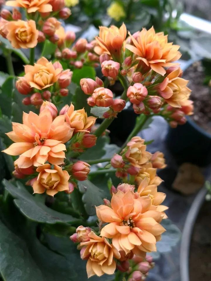 长寿花，寓意好、开花漂亮，花期长，品种多达300个