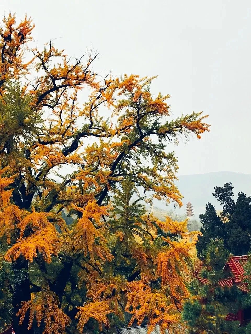 黄了！山东爆火的“银杏林”，千余亩的曼妙绝伦，只等你来！