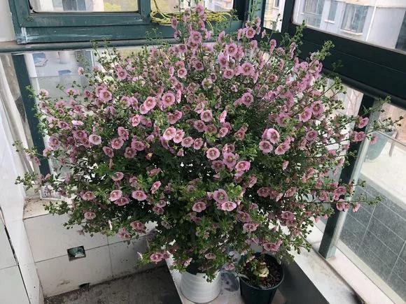 剪下枝条给根插水就能活的绿植,什么花枝条插水就能活