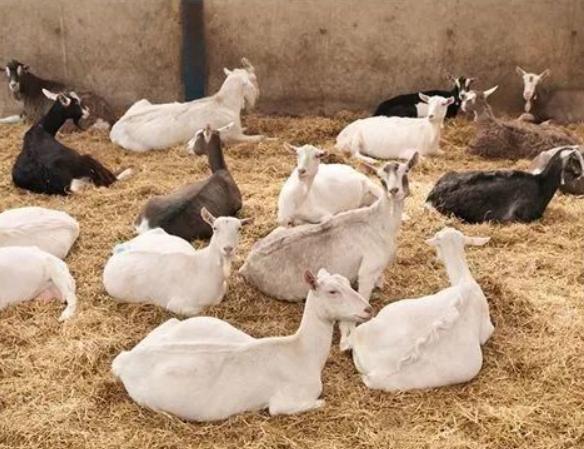 羊不消化用什么药,羊胀气消化不良怎么办