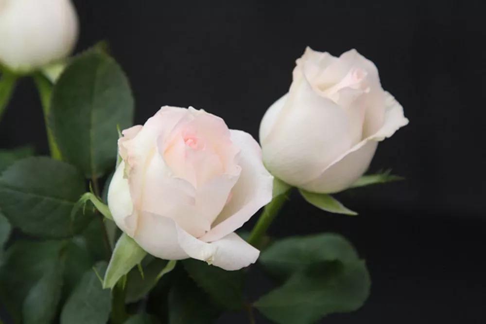 花店必备的5款玫瑰,花店常用的10款玫瑰花是哪些品种