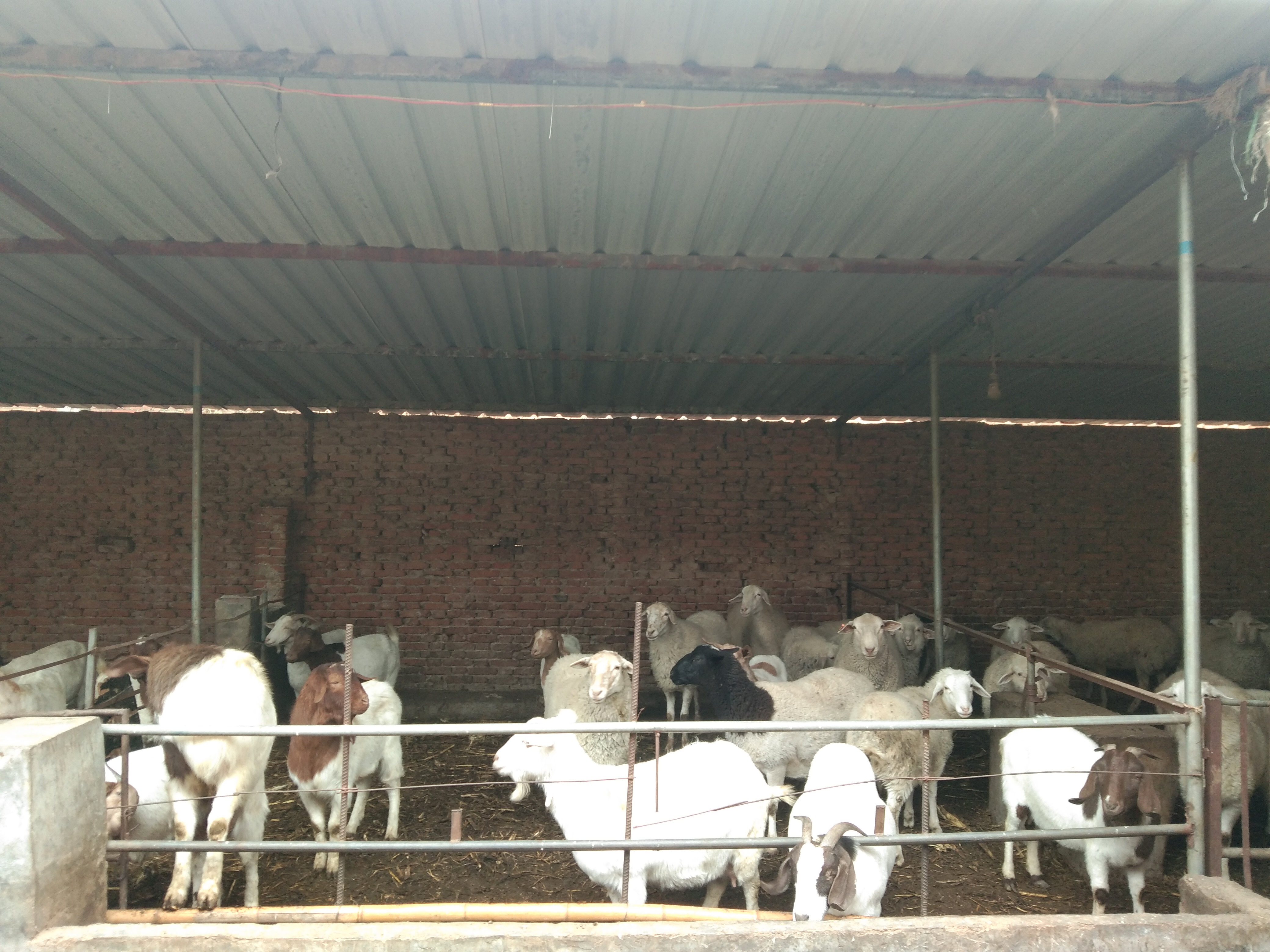 羊产前瘫痪用什么药,产前瘫痪的羊怎么进行治疗