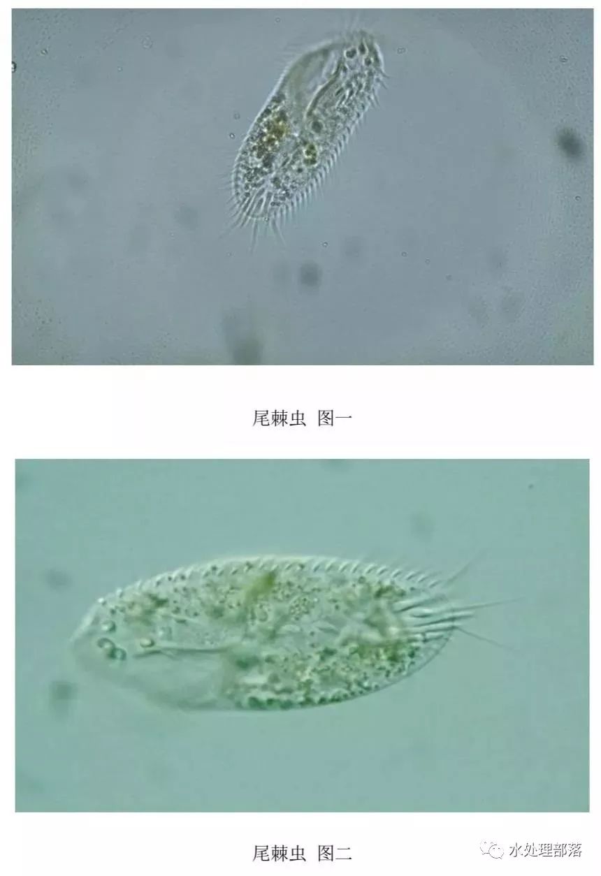 高清丨污水处理微生物图谱