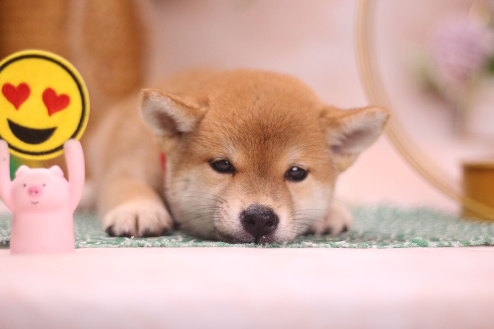 购买柴犬需要哪些标准,买柴犬需要注意哪几点